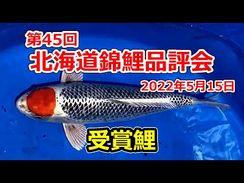 錦鯉中サイズ5 hqdefault.jpg