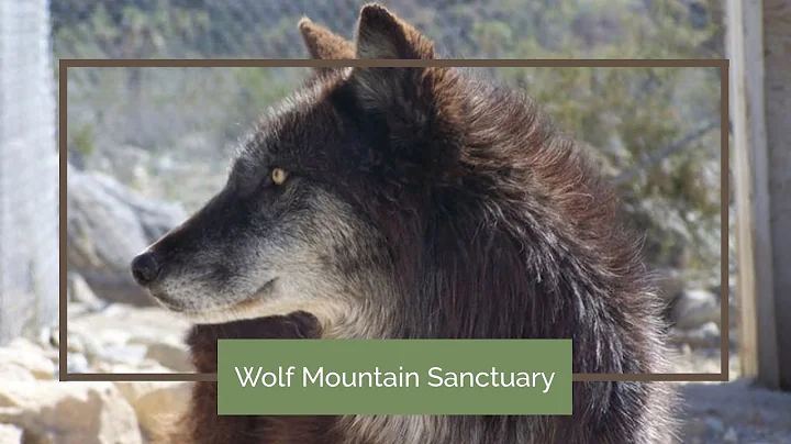 Tonya' s Dream - Wolf Mountain Sanctuary