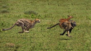 Very Amazing Baboon Chasing Cheetah To Save Impala | Cheetah Hunting Fail very angry
