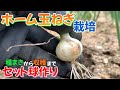 ホーム玉ねぎ栽培① セット球作り　2025年