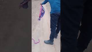 Snake Ghonas Most Venomous