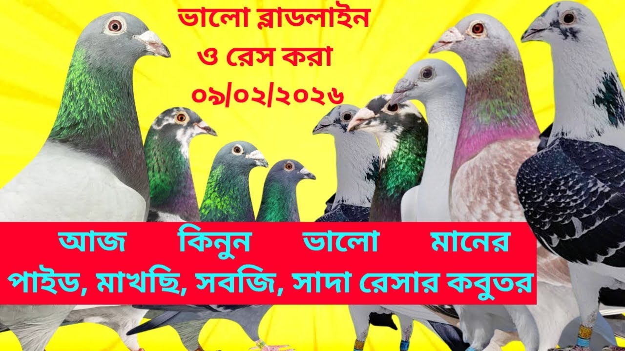 আজ কিনুন ভালো মানের রেসার কবুতর। ০৯/০২/২০২৬