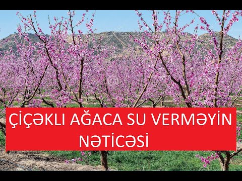 Video: 10 Ağ Çiçəkli Ağaclar - Ağ Çiçəkli Çiçəkli Ağaclar