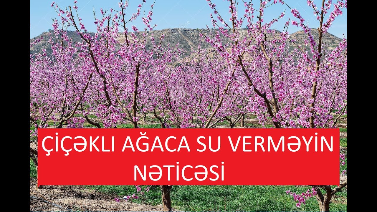 Çiçək vaxtı ağaca su verməyin nəticəsi.Belə bir nəticə gözləmirdim. Hissə 2