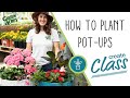 How To Plant Pot-Ups (For Shade)