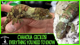 UNREAL CHAHOUA GECKOS!