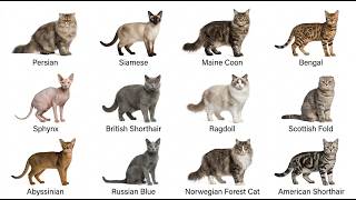 Every type of cat explained in 5 minutes