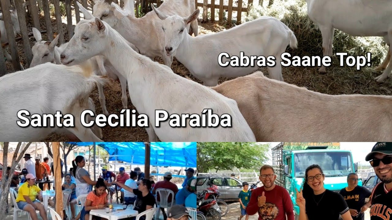 Feira de Animais Santa Cecília Paraíba 29/01/2023