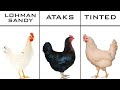Lohman Sandy & Ataks&Tinted Cinsi Yumurta Tavukları Arasındaki Farklar( Verimlilik, Yem, Sağlık, vb)
