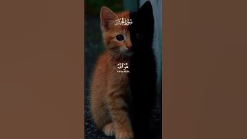 #حمزه_بوديب #سورة_الحشر #ارح_قلبك #القرآن_الكريم #اكسبلور