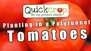 How To Grow Tomatoes In A Polytunnel