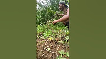 Harvesting cassava part 769 #shorts #farming #cassava #nature  #cassavaroots #cassavafarming