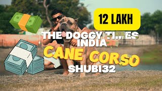 The Best Cane Corso in India - Serbia Imported | Huge Guard Dog 12 Lakh 💸😳⚡️ #canecorso