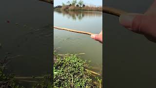 I can catch two fish with just a stick.#carptackle #fishingtackle #fishing #outdoors #carpfishing