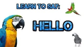 Teach your Parrot to say Hello!  Parrot Talk