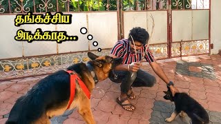 தங்கச்சியை அடிக்காத | Jacky's Love for Rosy  | Jacky the German shepherd