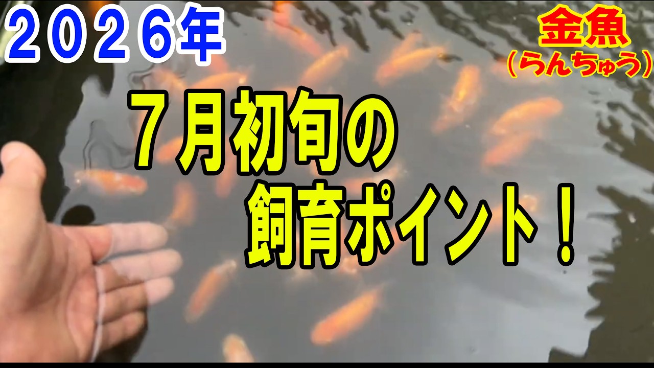 らんちゅう他 Ranchu (#Goldfish) Breeder's Breeding Log No. 361: Care Tips for