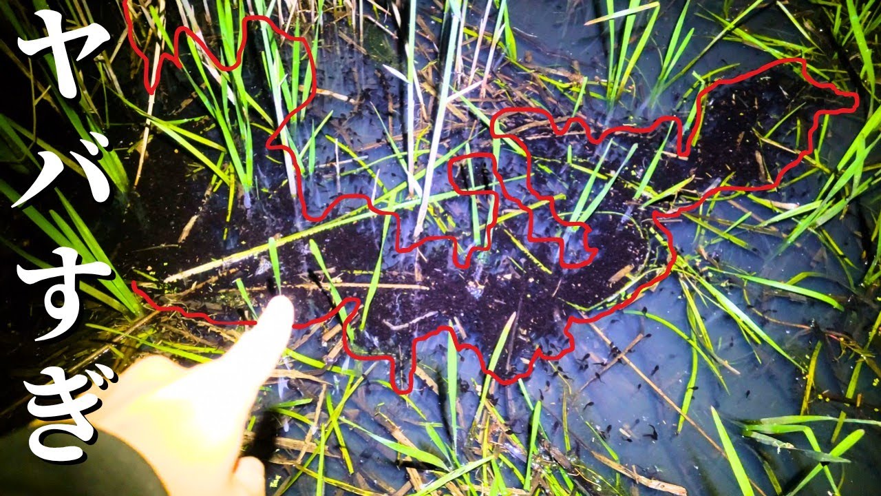 北海道で異常繁殖している猛毒生物を大量に駆除しました