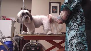 This Havanese dog gets a 5/8" snap-on comb length on the body, scissored pillar legs (to make them appear straighter than they are
