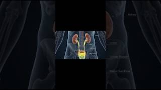 #ExcretorySystem #Biology #HumanBody #ScienceShorts #NEET #AIvideo #Education