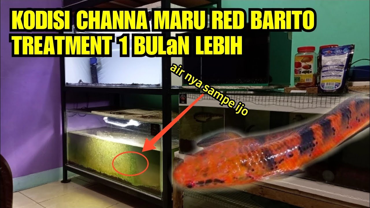 Channa MARU Red Barito hasil treatment 1bulan lebih full pencahayaan dan pakan KATAK