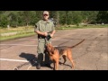 How Long Does it Take a Bloodhound to Track and Locate a Missing Person?