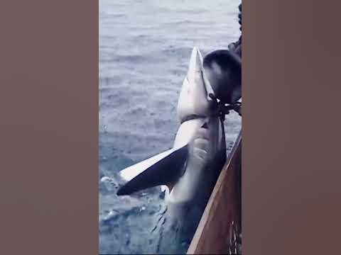bare-handed-shark-fishing-shorts-shark-fishing-hunting-fisherman-sea-ocean-trending-viral