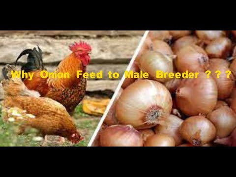 Why   Breeder Male is fed with  Onion  ? ? ?