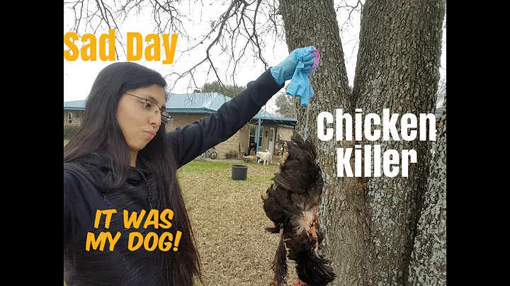 우리 개가 닭을 죽였어요! 개가 닭을 죽이는 것을 막는 법