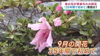 季節外れのサツキが開花 暑さが影響か 宮城・富谷市 | khb東日本放送