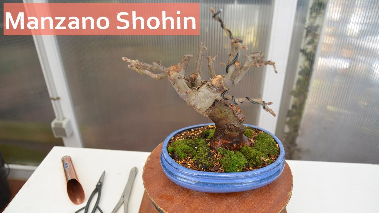 Manzano Shohin - Bonsai Colmenar