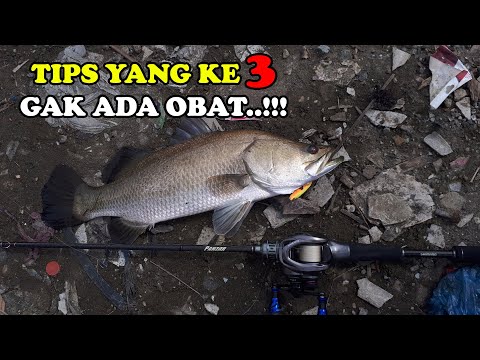 3 TIPS ini mungkin bisa membantu anda yang lagi belajar casting barramundi @gogorifishing