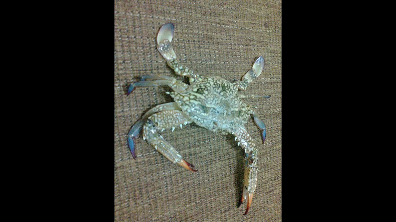 تعلم طريق صيد الكابوريا بطرق سهلة سواء بالخيوط او بوصة اليد او بالشبكة الفراشة او بالجوبيا الشمسية