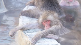 お猿さんもいい湯だな 函館、露天風呂で満足げ