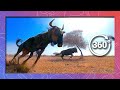 Wildebeest Stampede | Wildlife in 360 VR