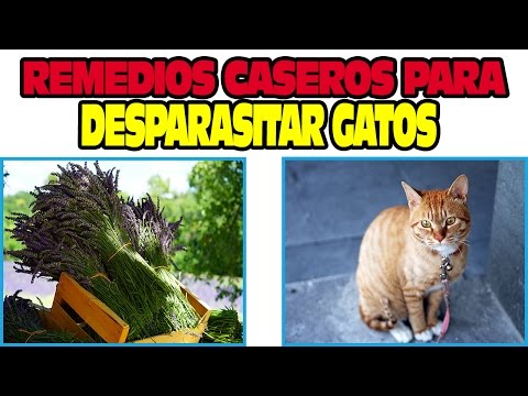 REMEDIOS CASEROS PARA DESPARASITAR GATOS