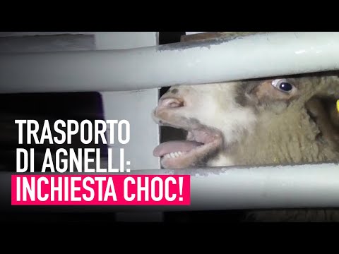 Il crudele trasporto di agnelli dall’Est Europa all’Italia!