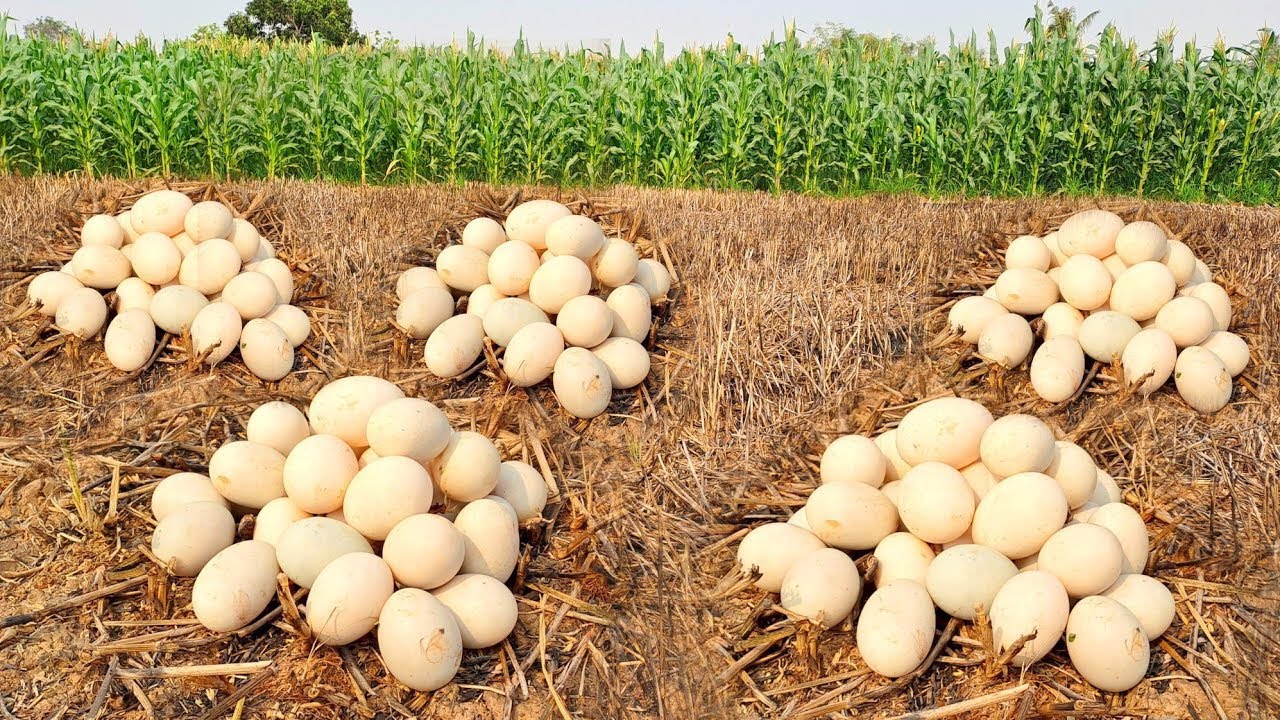 Top fishing Collecting eggs on the ground near the cornfield YouTube