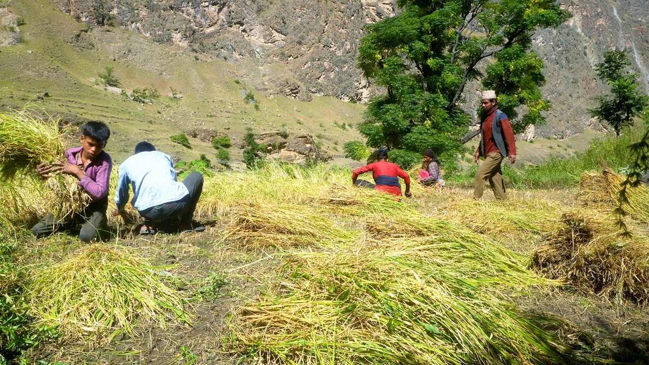 village farming || rural Nepal || @junglefamily