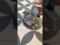 silati kabutar ka baccha 🐦#shortsfeed #viral #trending #shorts #kabootar