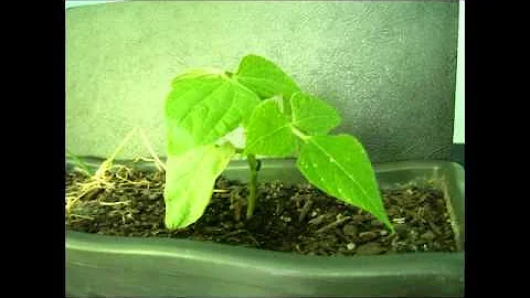 Como a planta de feijão se desenvolve?