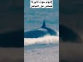 إلتهام حوت الأوركا شخص على المباشر