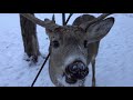 A Deer Found With An Arrow Through His Head And He Is Still Alive !