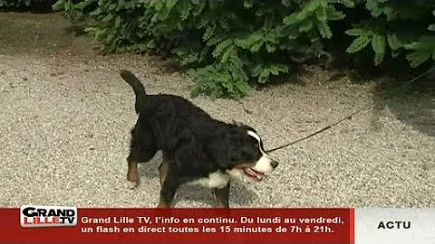 Comment marche un chien dysplasique ?