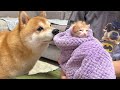 保護猫をお風呂に入れることになったらまるで保護者のような見守る豆柴とゴールデンレトリバー
