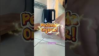 Daun Cabe Keriting Karena Kutu Putih? Usir Pakai Cara Ini!