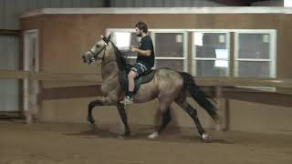 Buckskin Single Footing Stallion - Jacob Parks Horsemanship