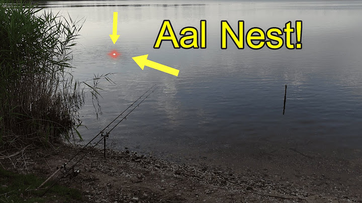 Night fishing for eels! These are the best conditions to catch them!
