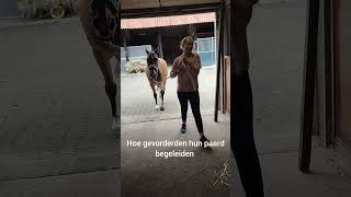 Short : Hoe beginners vs gevorderden hun paard begeleiden