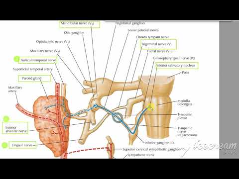 Video: Auriculotemporal Nerveanatomi, Funksjon Og Diagram - Kroppskart